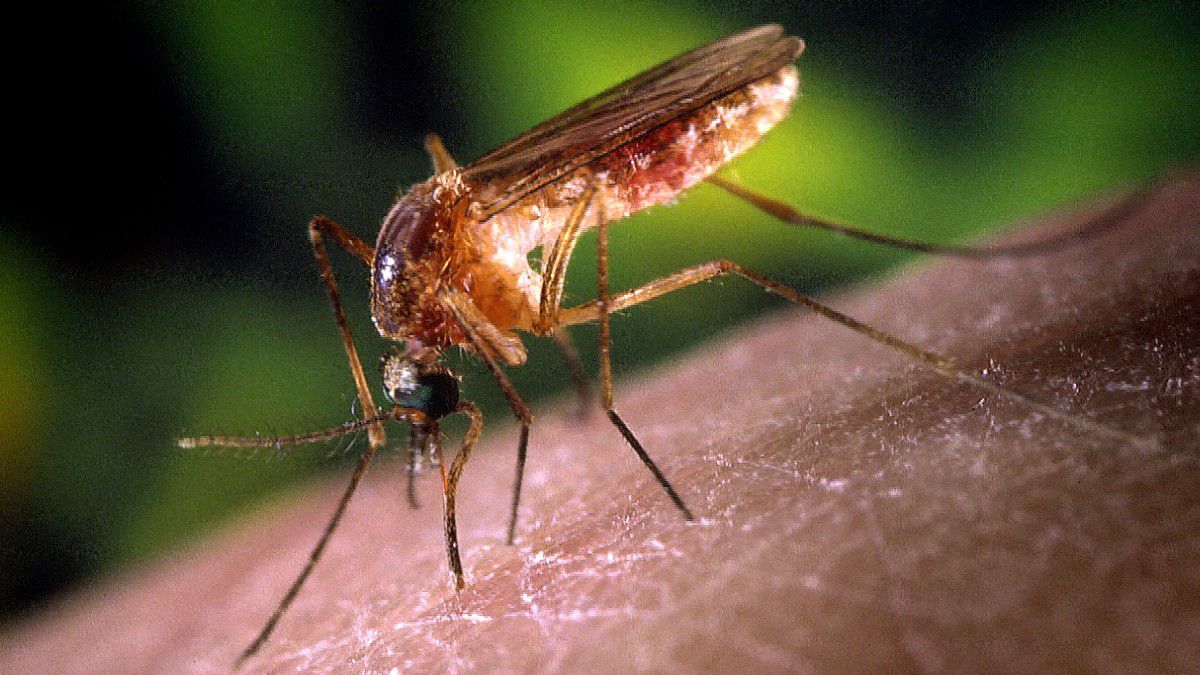Tarihte en fazla insan ölümüne sivrisinekler sebep oldu