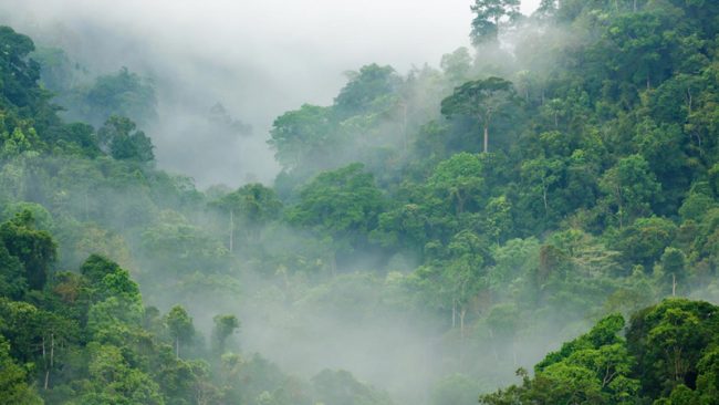 COP26 Glasgow Liderlerinin “Ormanlar ve Arazi Kullanımı Bildirgesi”